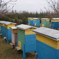 Rodzina pszczela pszczoły ramka warszawska zwykła