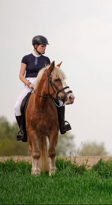 Klacz w typie  halfingera ok148cm