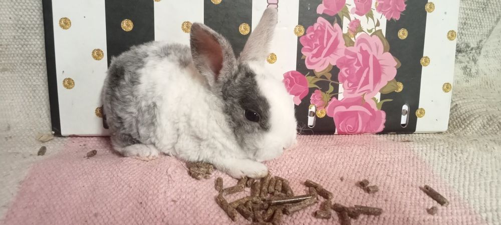 Entrega de coelhos anões em Coimbra