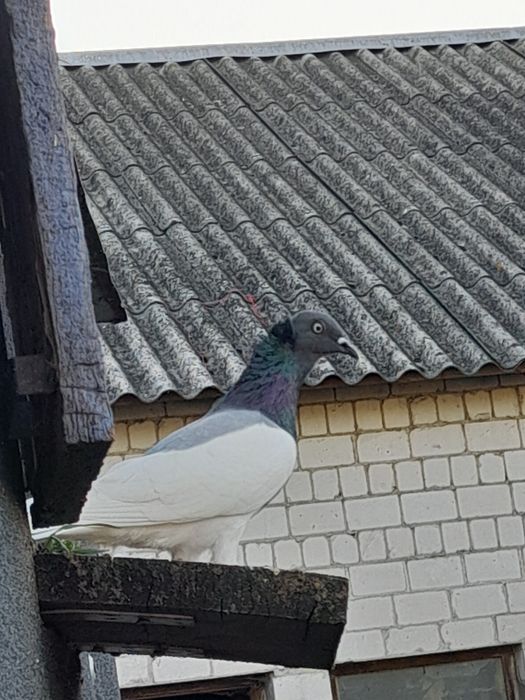 Gołębie ciemne i ciemne koroniate 7 sztuk