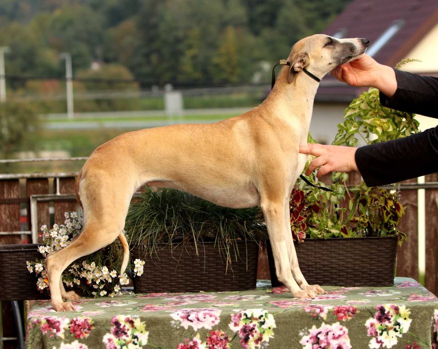 Whippet Chart Angielski, ZKwP/FCI, cudna sunia SATI