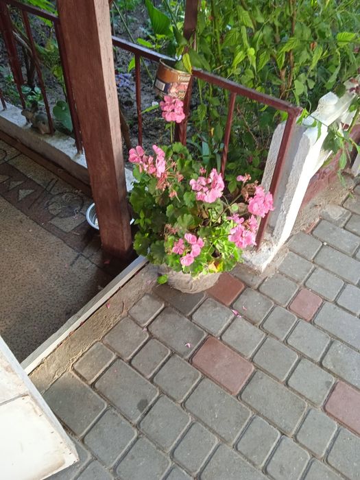 Продається вазон пеларгония