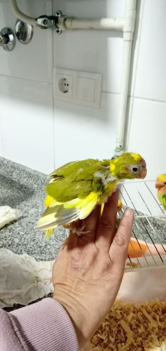 Cedem se agapornis e caturras