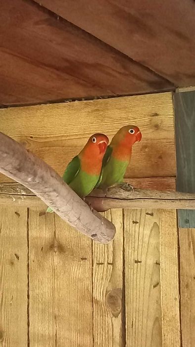 Sprzedam Młode Nierozłączki 2025