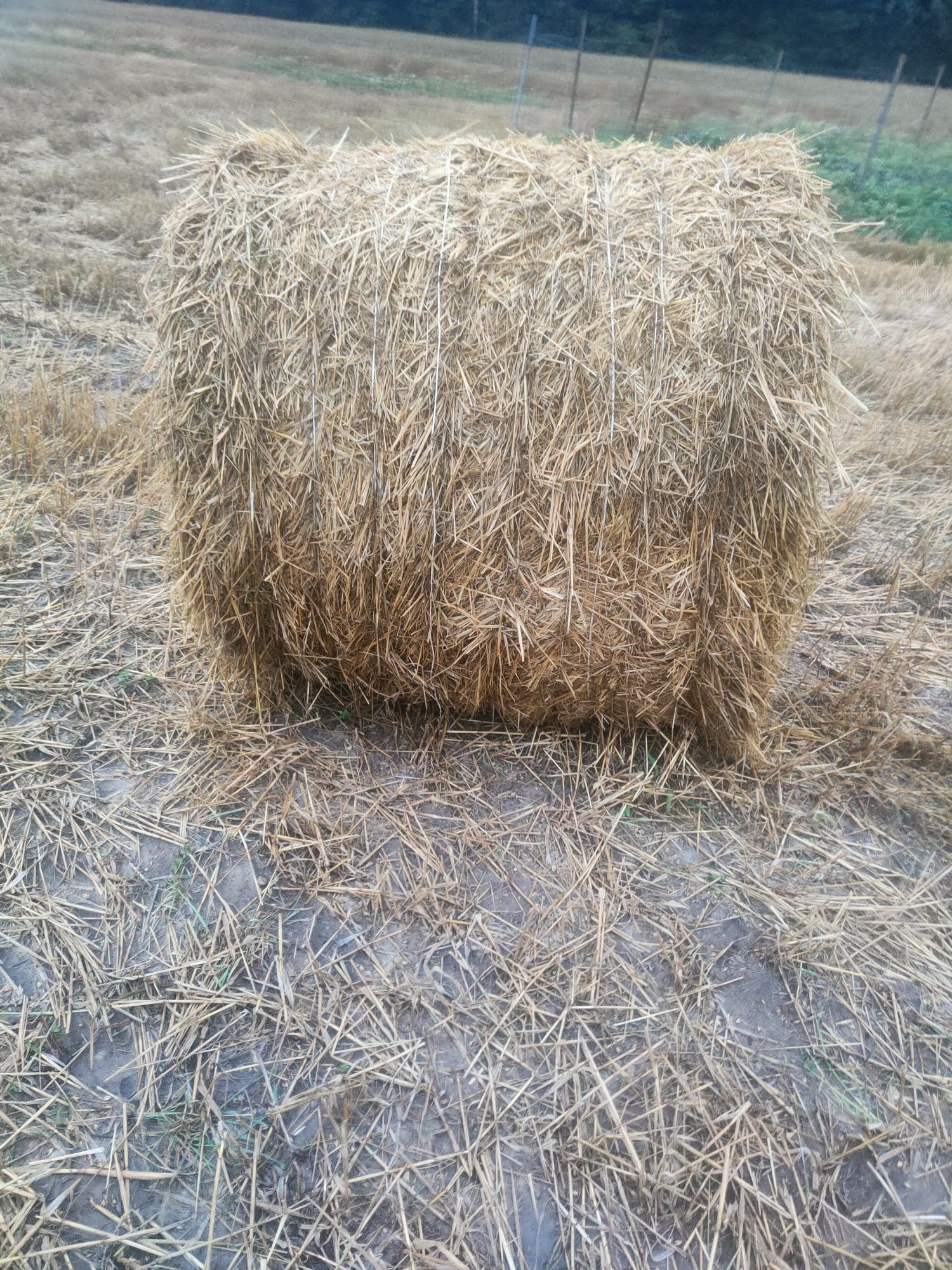 Sprzedam słomę zbelowoną