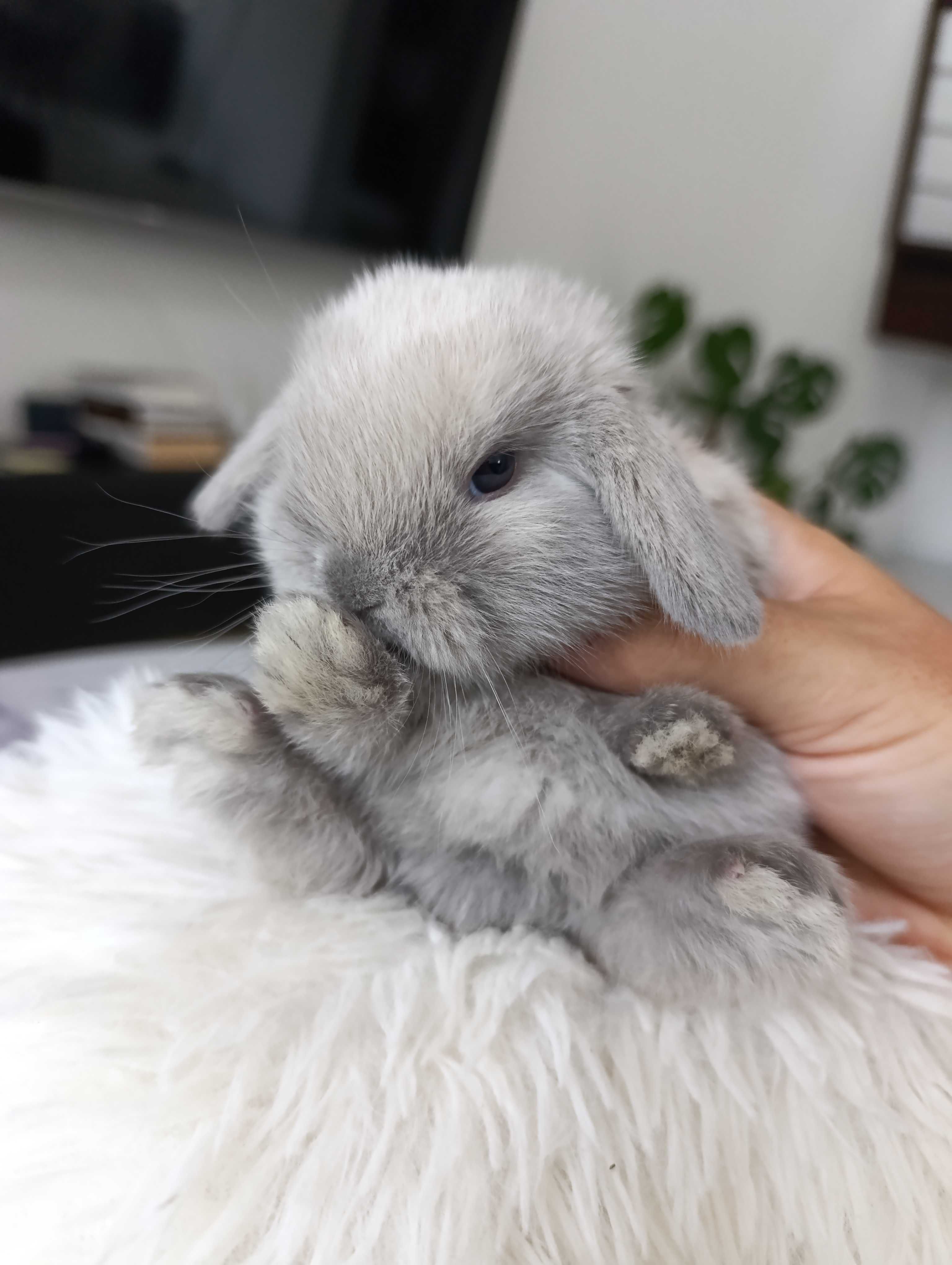 Mini lop karzełek Teddy hodowla zarejestrowana