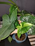 Syngonium Emerald gem albo variegata
