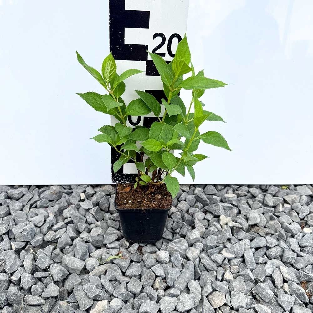 Hortensja bukietowa 'Limelight' P9 (0,5L)