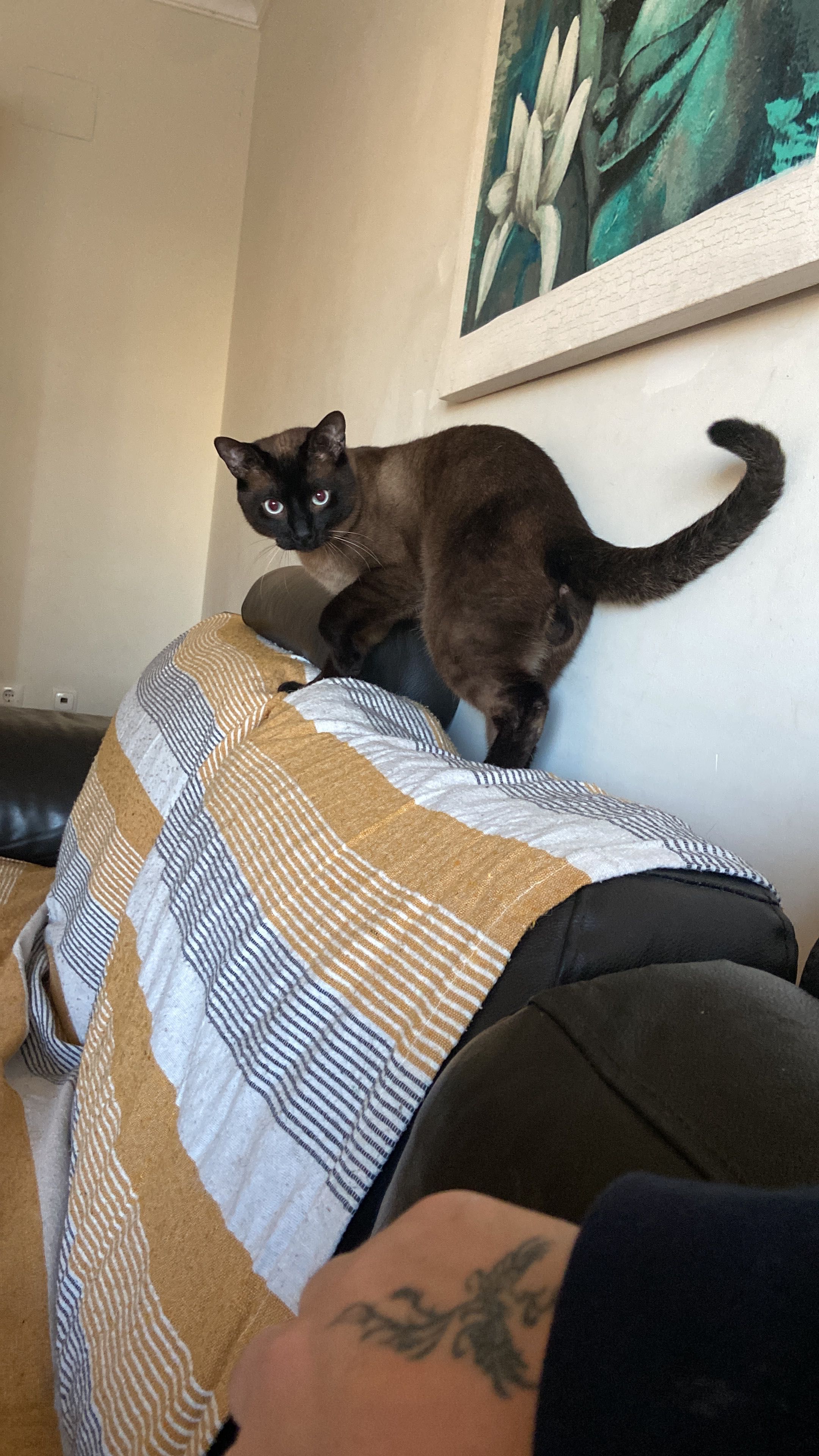 Gatinho Siamês com 1 Ano