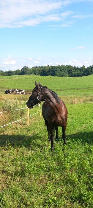 Klacz Śląska z licencją