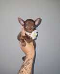 Chihuahua sunia GOTOWA DO ODBIORU