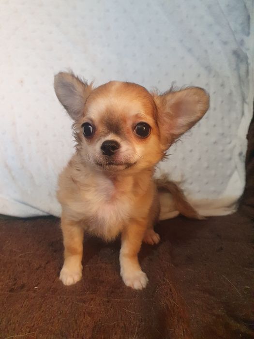 Мальчик чихуахуа длинношерстный