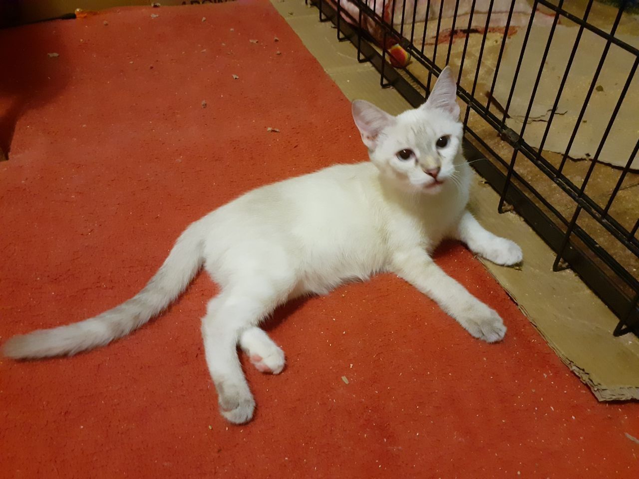Котята кошенята коты кошки генераторы счастья ждут кого осчастливить!