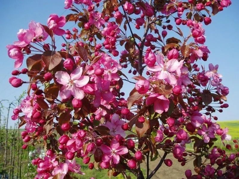 Jabłoń rajska ozdobna, ,,malus hybrid" 3 letnia,w doniczce