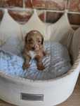 Maltipoo do   rezerwacji!!