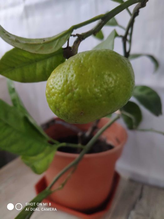 Мвндарин с плодами