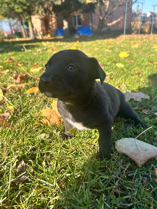 Oddam pieski w dobre ręce