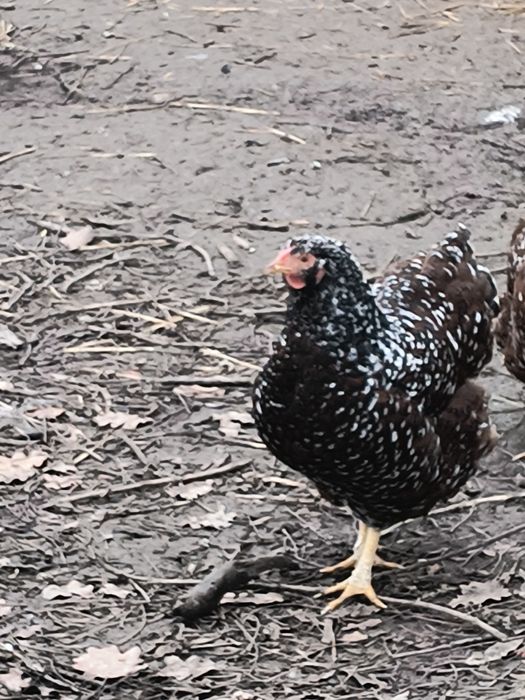 Kury wyandotte koguty sprzedam