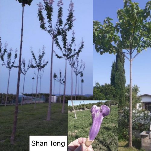 Декоративна Павловнія Shan Tong. Павловния ширина стовбура 1см