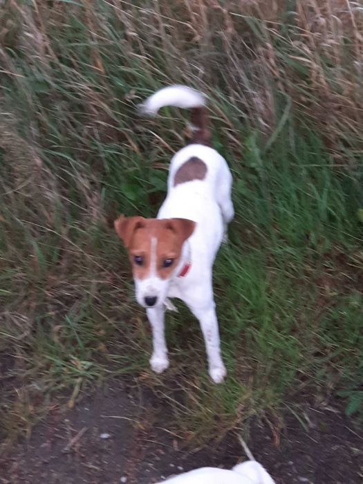 Jack Russell Terrier - suczka