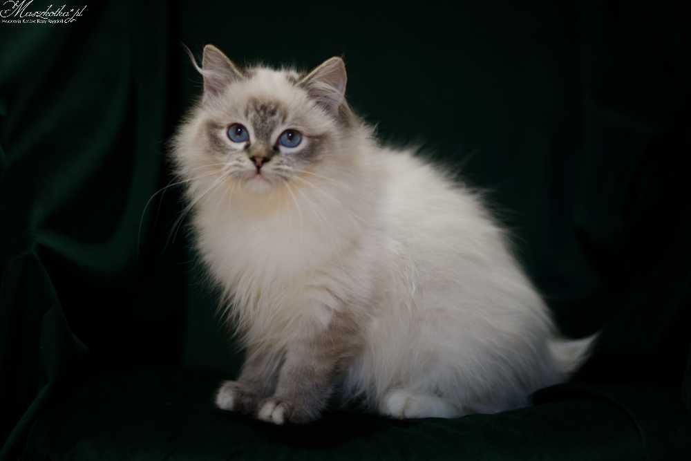 Ragdoll, śliczny kocurek seal mitted lynx z prawdziwym rodowodem FPL