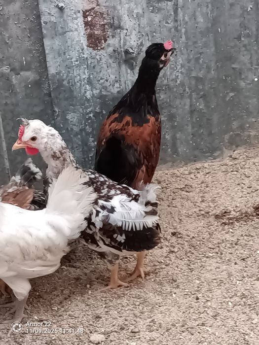 Vendo garnizos machos