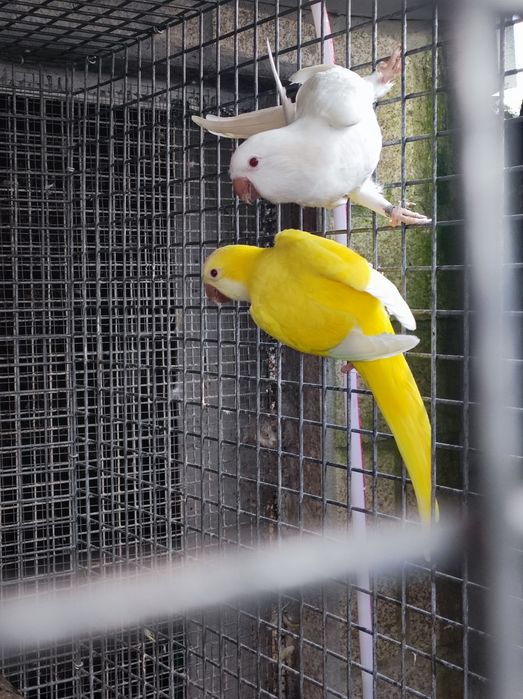 Casal kounoures Peito cinzento