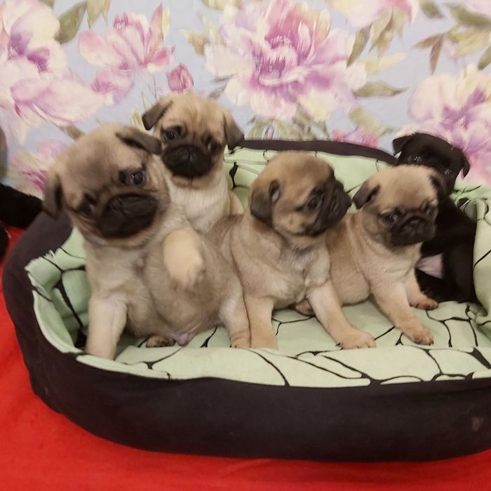 Детки  мопсов 3 м