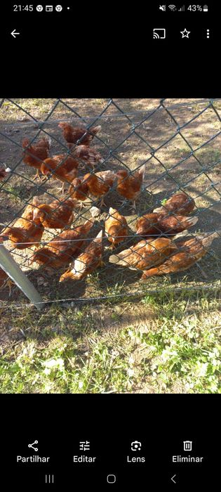 galinhas poedeiras    puras