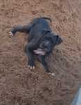 Pitbull Blue Pit