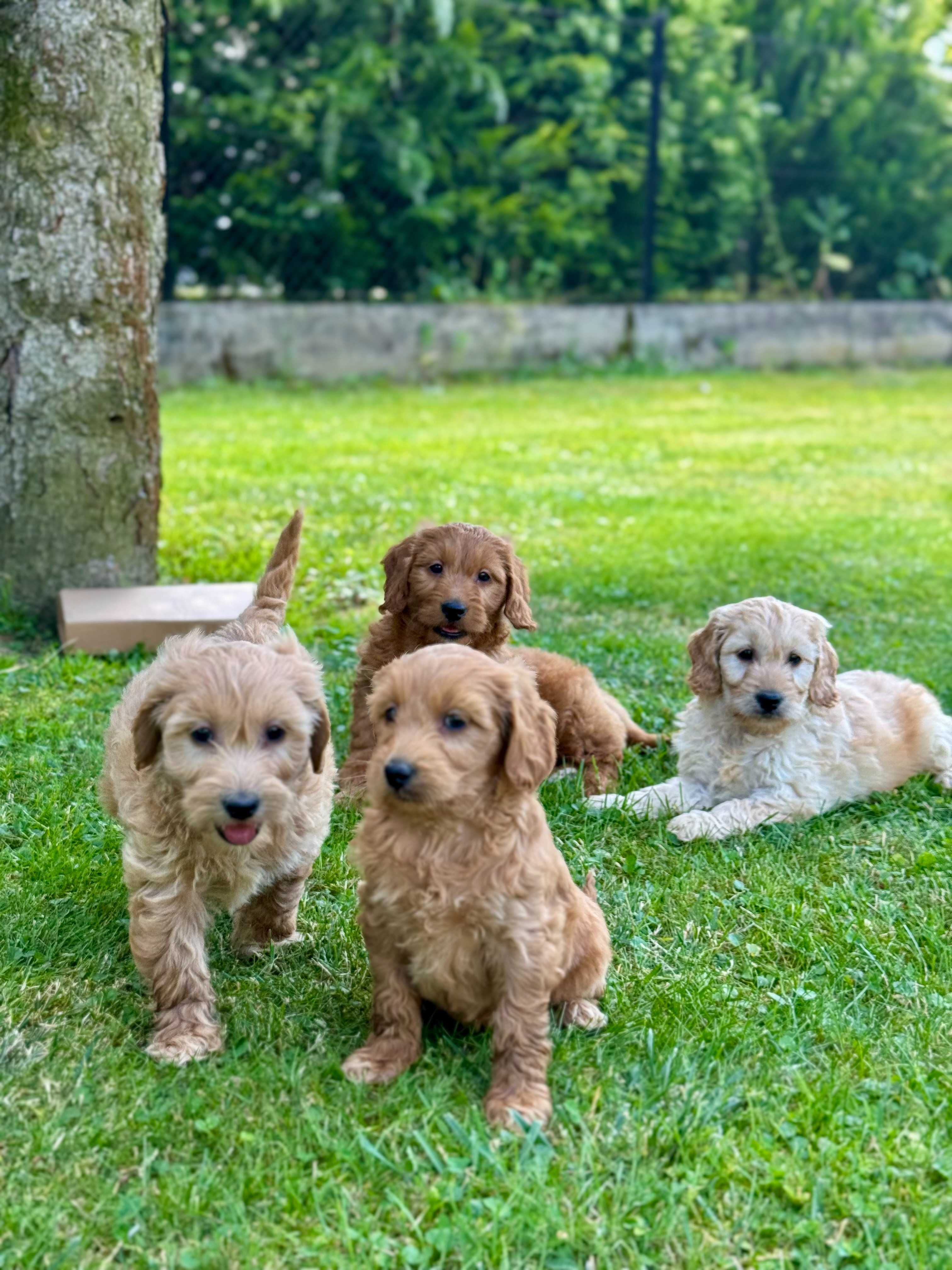 Goldendoodle mini Pudel & Golden retriever F1 Śliczna sunia  !!!