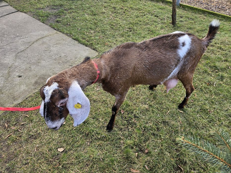 Kozy Anglonubijskie 100%AN z rodowodami.