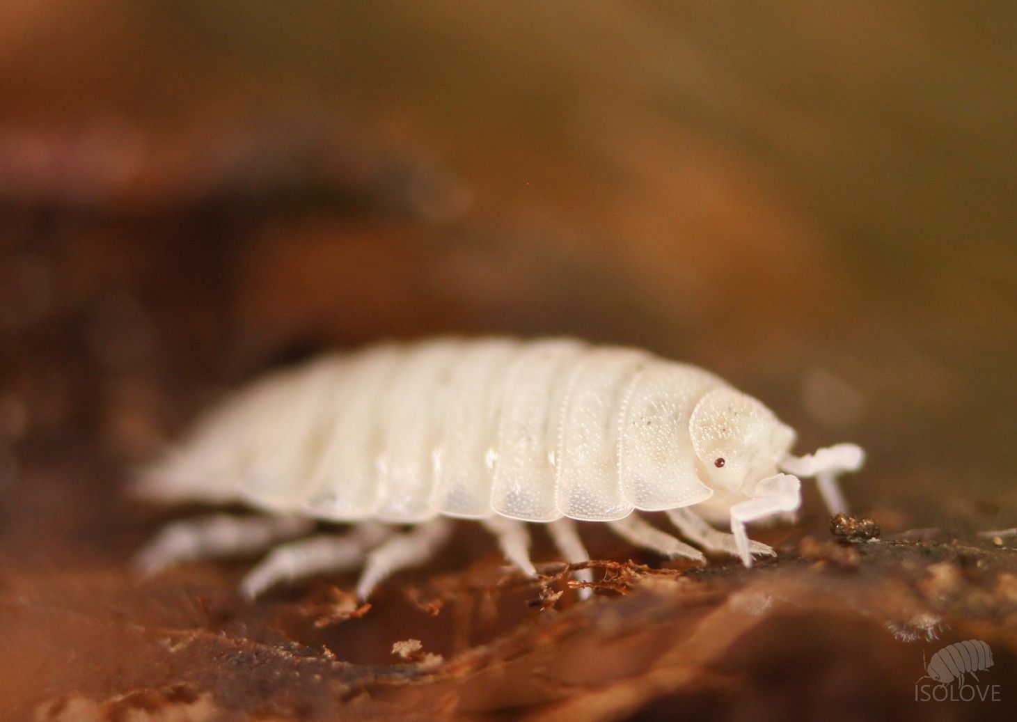 Trichorhina tomentosa, stonoga tropikalna, ekipa sprzątająca