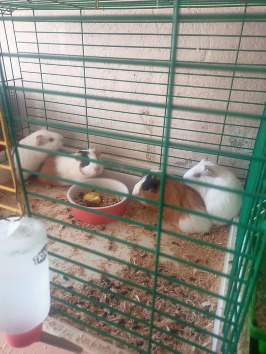 Продам дешево терміново морських свинок