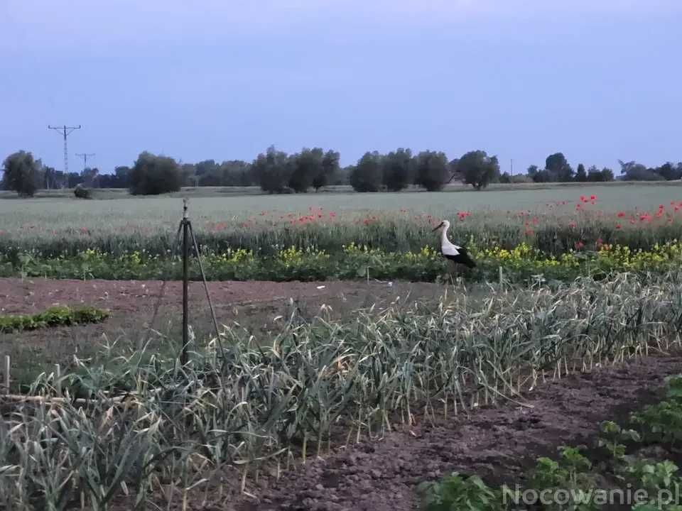 Agroturystyka Noclegi Wiślina Nad Motławą okolice Gdańsk Sobieszewo