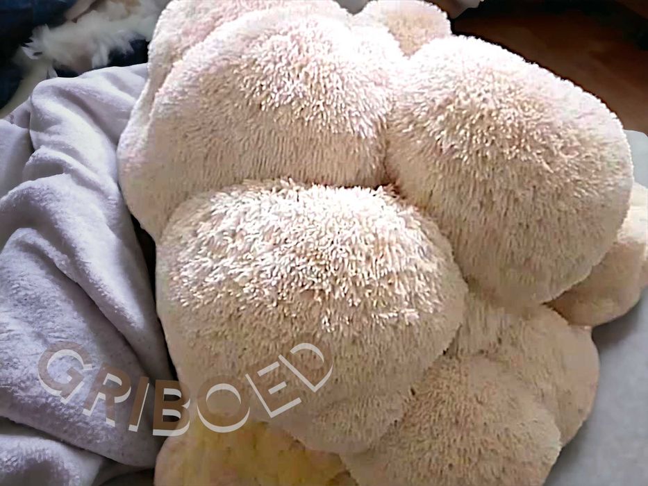 200 грамм - Ежевик гребенчатый. Сухой, в целом виде. ЛУЧШИЙ РЕЗУЛЬТАТ!