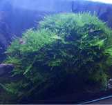 mech jawajski / java moss