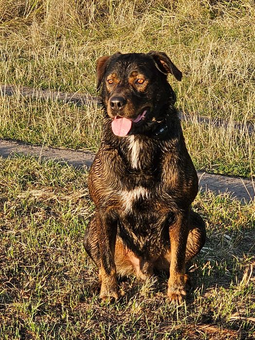 Вязка, ищим девочку