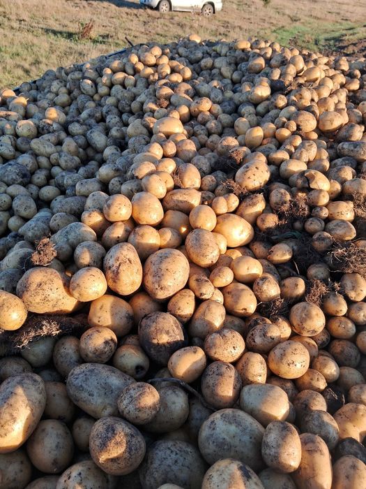 Продам картошку від населення