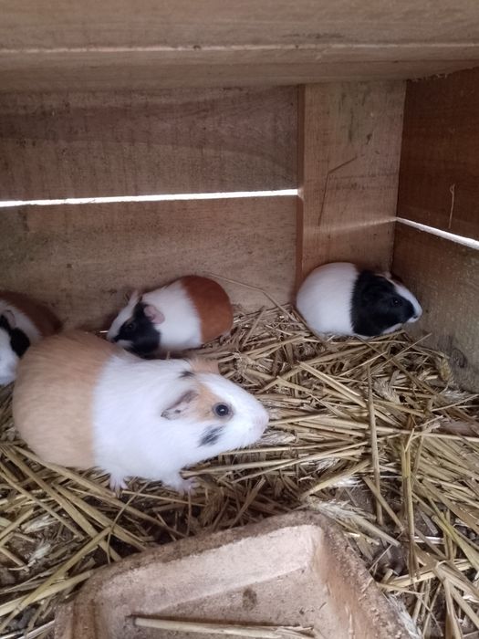 Sprzedam świnki morskie