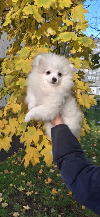 Блондинка, чудова шпiцуля, гарне малятко на долоню! Доставка, 4 мic.