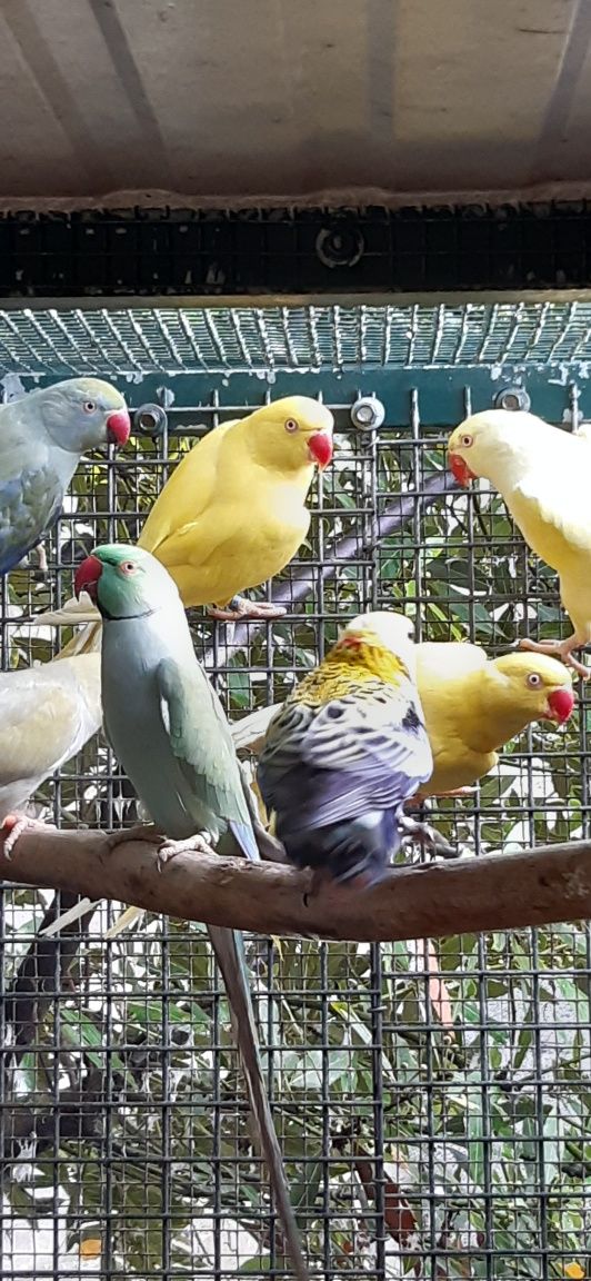 Ring Necks de diversas mutações