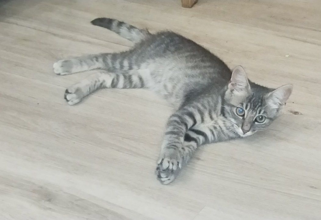 Полосатый котёнок мальчик ищет дом! Котята! Отдам в хорошие руки!