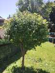Drzewo Klon 8 letnie 2,5m