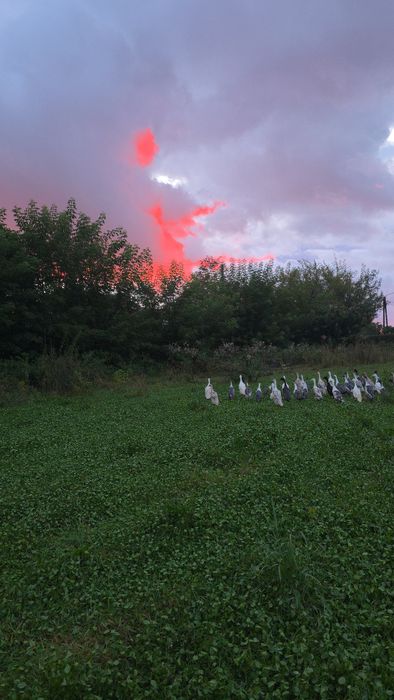 Biegus Indyjski pary