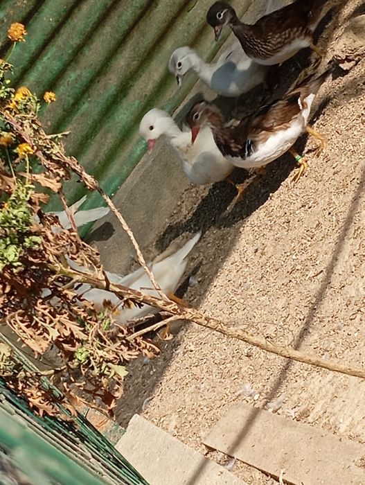 Patos Mandarim  e Carolino