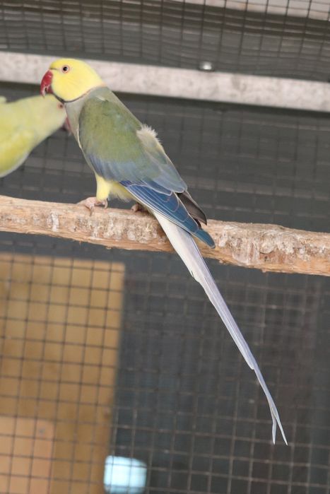 Ring neks turquesa violeta cc