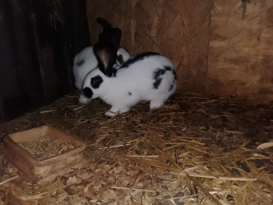 Króliki srokacz niemiecki