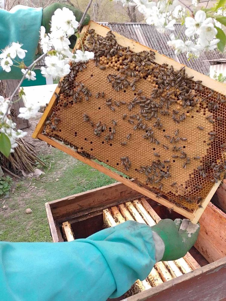 Бджолопакети, бджоли, пчелопакеты, пчелы