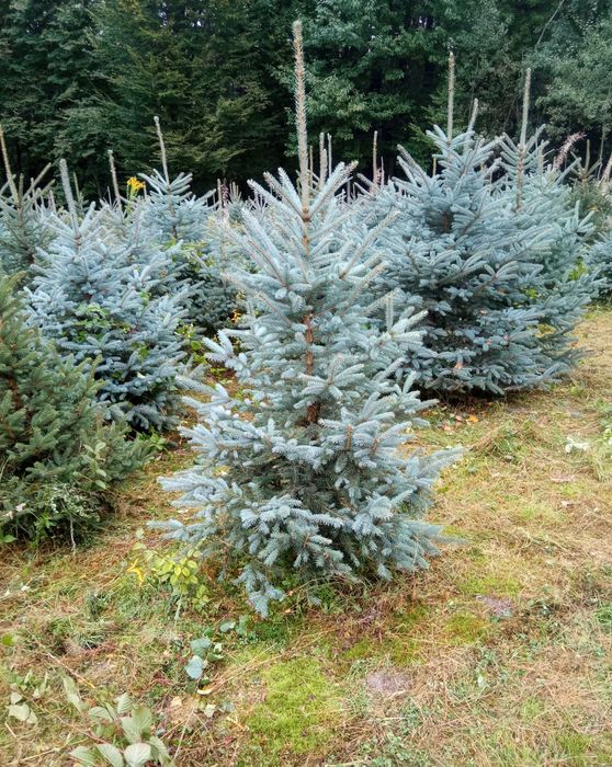 Tuja szmaragd,brabanta do 250cm, gęste, SADZIMY,Świerk serbski,srebrny